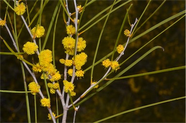 APII jpeg image of Acacia burkittii  © contact APII