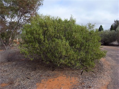 APII jpeg image of Eremophila deserti  © contact APII