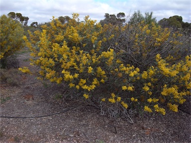 APII jpeg image of Acacia notabilis  © contact APII