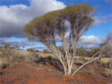 APII jpeg image of Melaleuca sp.  © contact APII