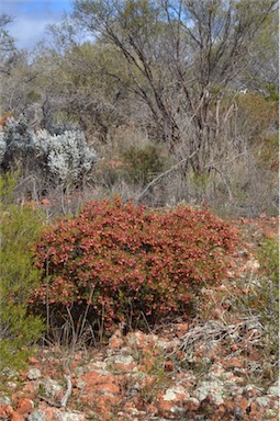 APII jpeg image of Dodonaea lobulata  © contact APII