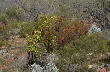 APII jpeg image of Dodonaea lobulata  © contact APII