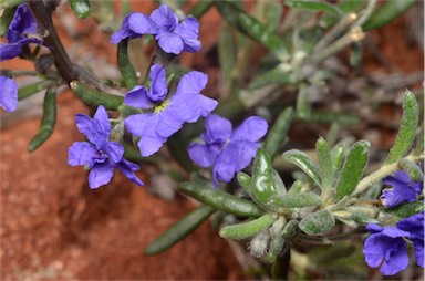 APII jpeg image of Dampiera lanceolata  © contact APII