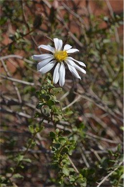 APII jpeg image of Olearia calcarea  © contact APII