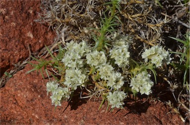 APII jpeg image of Scleranthus pungens  © contact APII