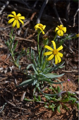 APII jpeg image of Senecio gregorii  © contact APII