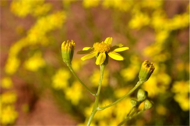 APII jpeg image of Senecio spanomerus  © contact APII