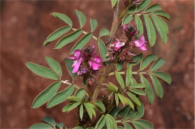 APII jpeg image of Indigofera helmsii  © contact APII