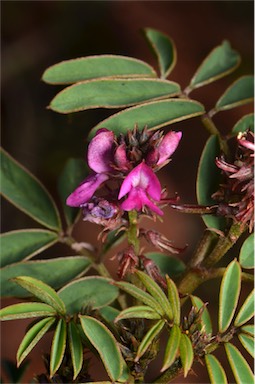 APII jpeg image of Indigofera helmsii  © contact APII