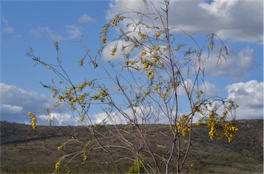 APII jpeg image of Acacia euthycarpa subsp. oblanceolata  © contact APII