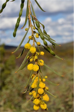 APII jpeg image of Acacia euthycarpa subsp. oblanceolata  © contact APII