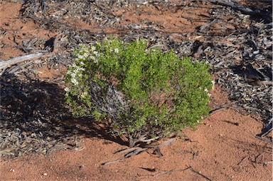 APII jpeg image of Olearia muelleri  © contact APII