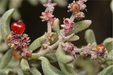 APII jpeg image of Rhagodia crassifolia  © contact APII