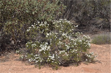 APII jpeg image of Olearia pimeleoides subsp. pimeleoides  © contact APII
