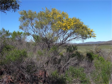 APII jpeg image of Acacia euthycarpa subsp. euthycarpa  © contact APII