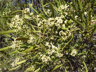 APII jpeg image of Geijera linearifolia  © contact APII