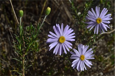 APII jpeg image of Olearia ciliata  © contact APII