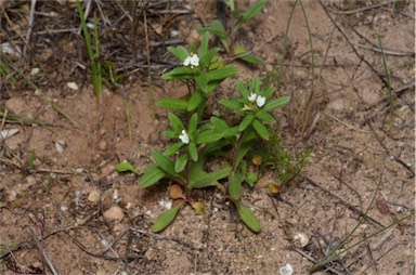 APII jpeg image of Buglossoides arvensis  © contact APII