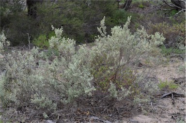 APII jpeg image of Atriplex vesicaria subsp. appendiculata  © contact APII