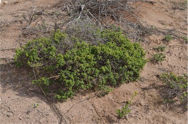 APII jpeg image of Pimelea serpyllifolia subsp. serpyllifolia  © contact APII