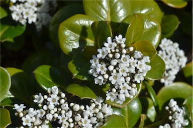 APII jpeg image of Logania crassifolia  © contact APII