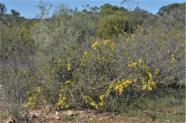 APII jpeg image of Acacia paradoxa  © contact APII