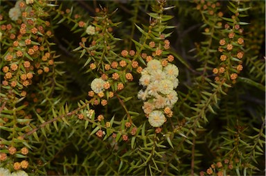 APII jpeg image of Acacia rupicola  © contact APII