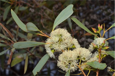 APII jpeg image of Eucalyptus diversifolia subsp. diversifolia  © contact APII