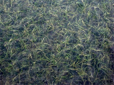 APII jpeg image of Posidonia australis  © contact APII