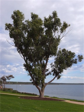 APII jpeg image of Eucalyptus gomphocephala  © contact APII