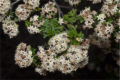 APII jpeg image of Pomaderris obcordata  © contact APII