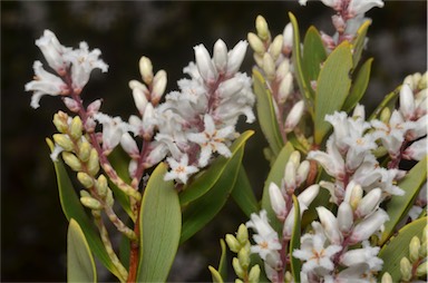 APII jpeg image of Leucopogon parviflorus  © contact APII