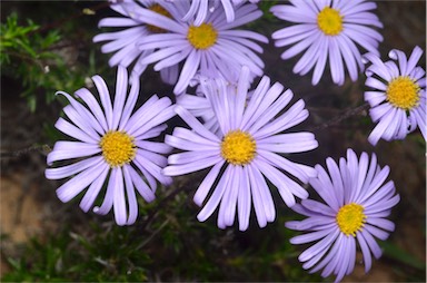 APII jpeg image of Olearia ciliata  © contact APII