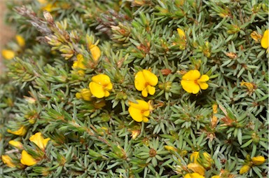 APII jpeg image of Pultenaea tenuifolia  © contact APII