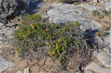 APII jpeg image of Pultenaea rigida  © contact APII