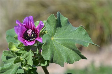 APII jpeg image of Malva arborea  © contact APII