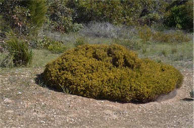 APII jpeg image of Pultenaea tenuifolia  © contact APII