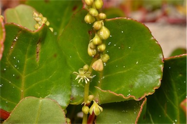 APII jpeg image of Muehlenbeckia adpressa  © contact APII