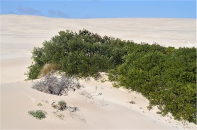 APII jpeg image of Acacia longifolia subsp. sophorae  © contact APII