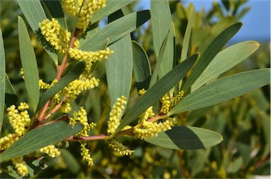 APII jpeg image of Acacia longifolia subsp. sophorae  © contact APII