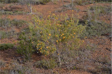 APII jpeg image of Pultenaea tenuifolia  © contact APII