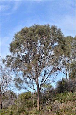 APII jpeg image of Allocasuarina verticillata  © contact APII