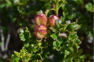 APII jpeg image of Dodonaea humilis  © contact APII