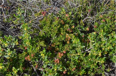 APII jpeg image of Dodonaea humilis  © contact APII