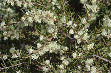 APII jpeg image of Hakea rugosa  © contact APII