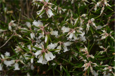 APII jpeg image of Lissanthe strigosa subsp. subulata  © contact APII