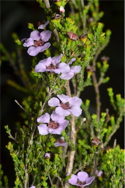 APII jpeg image of Baeckea crassifolia  © contact APII