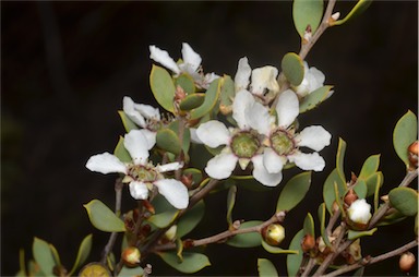 APII jpeg image of Leptospermum coriaceum  © contact APII