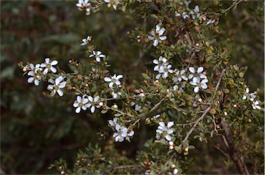 APII jpeg image of Leptospermum coriaceum  © contact APII