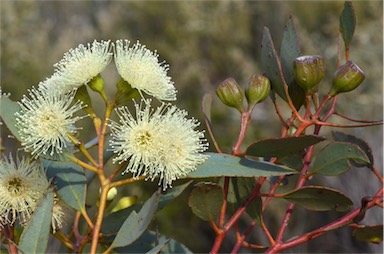 APII jpeg image of Eucalyptus incrassata  © contact APII